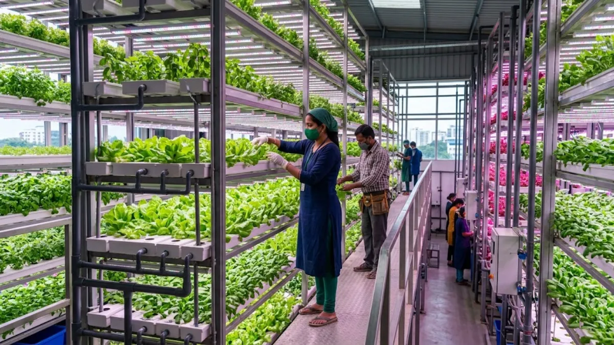 Vertical Farming in India: Why Everyone Suddenly Wants to Grow Food Indoors